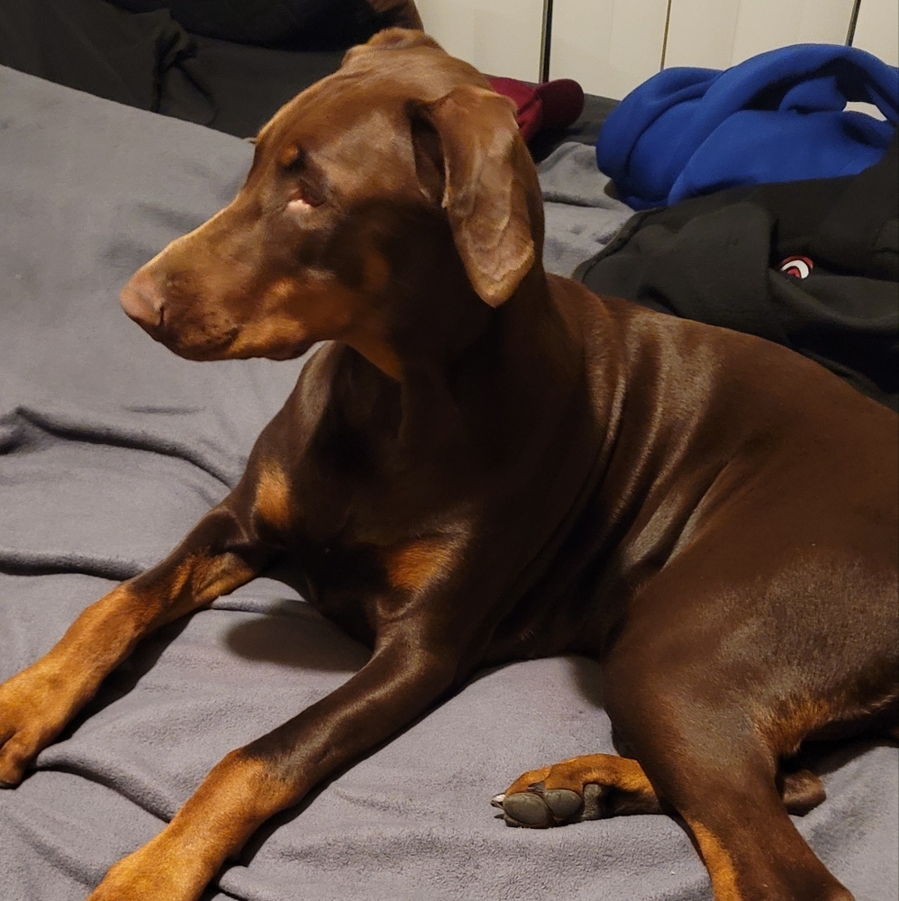 Meet your Posher, Armando